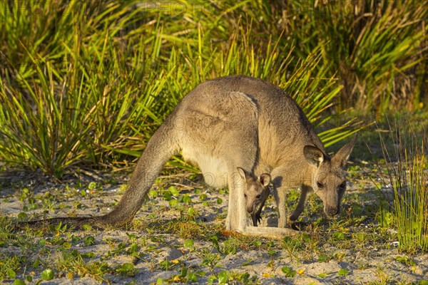 Grey Kangaroo