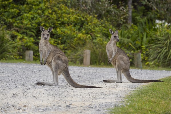 Grey Kangaroo