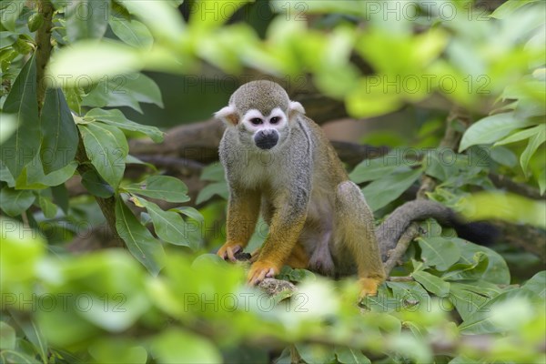 Squirrel Monkey