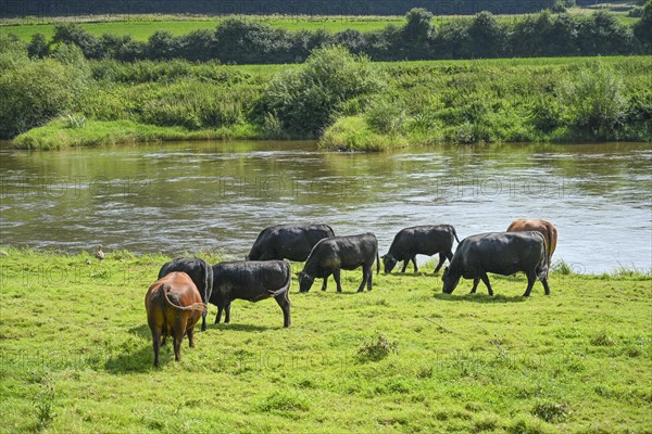 Cows