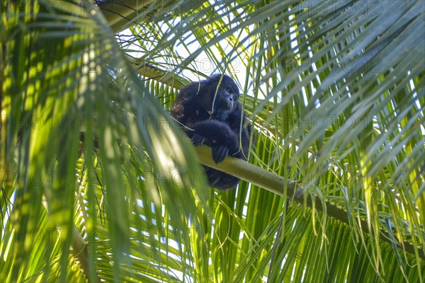 Mexican black guatemalan black howler