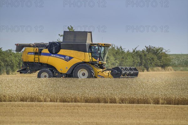 Grain harvest