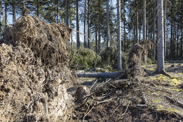 Forest with fallen and uprooted trees after storm