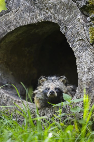 Raccoon Dog