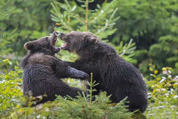 European Brown Bear