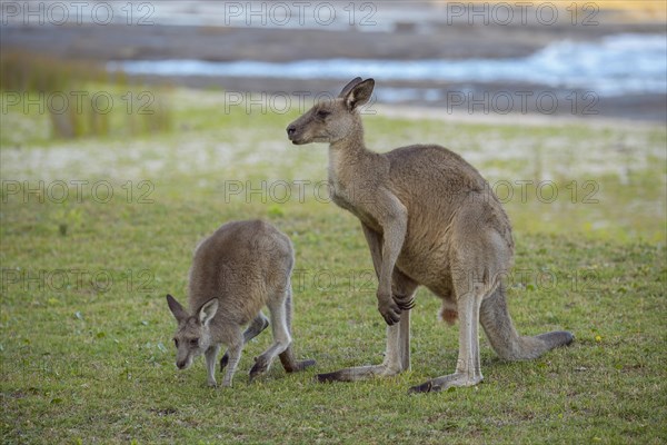 Grey Kangaroo