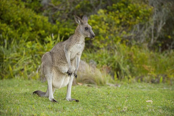 Grey Kangaroo