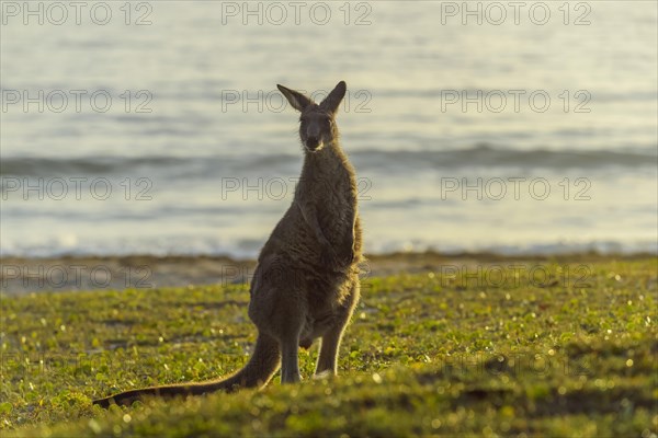 Grey Kangaroo