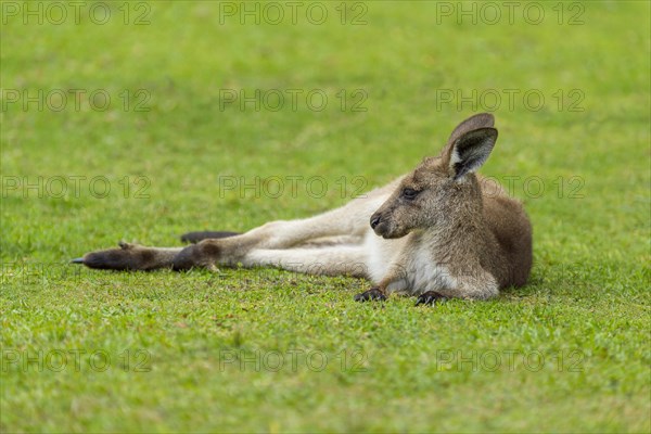 Grey Kangaroo