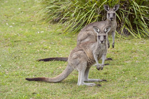 Grey Kangaroo