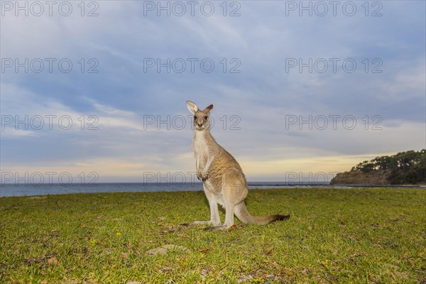 Grey Kangaroo