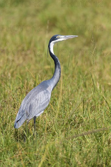 Black-headed heron