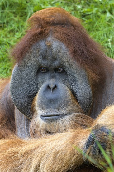 Orangutan