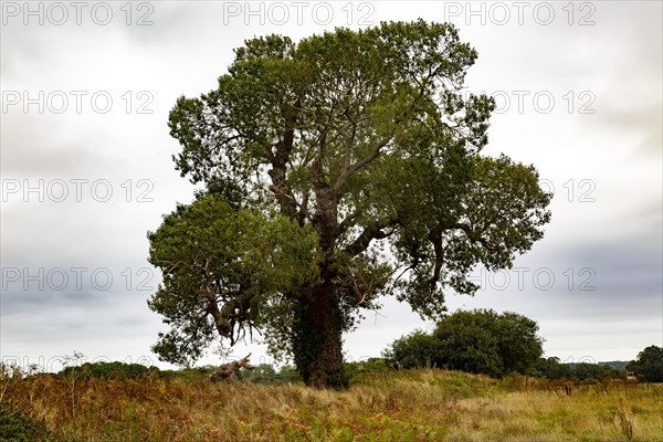 Native mature black poplar