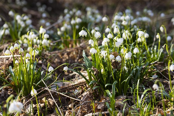 Spring snowflake