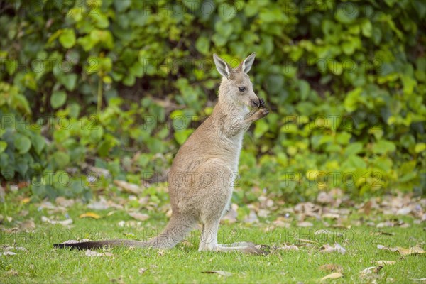 Grey Kangaroo