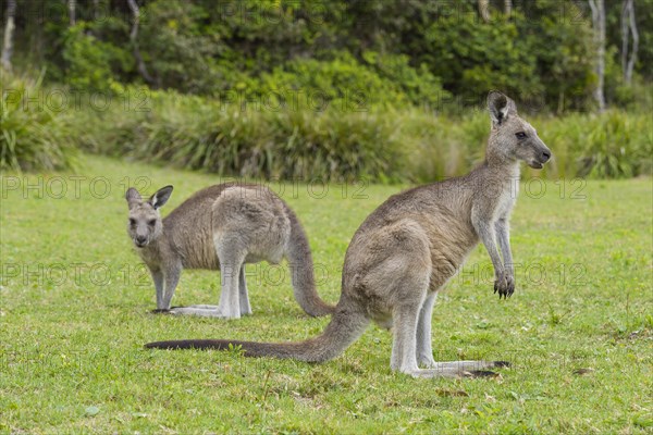 Grey Kangaroo