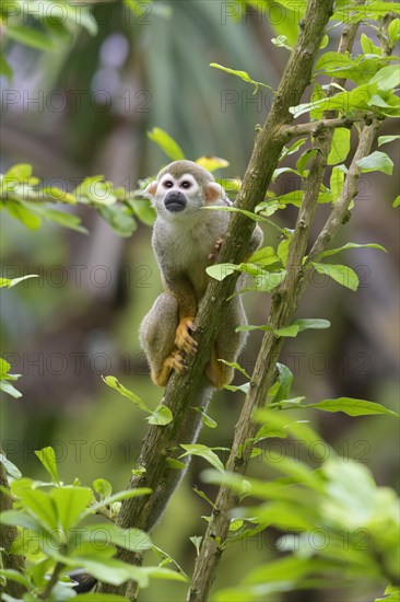 Squirrel Monkey