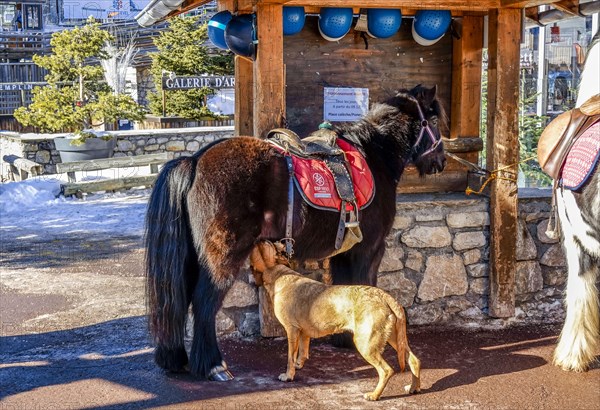 Dog drinking milk by pony