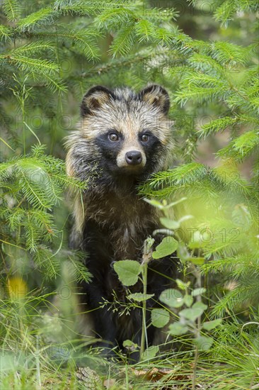 Raccoon Dog