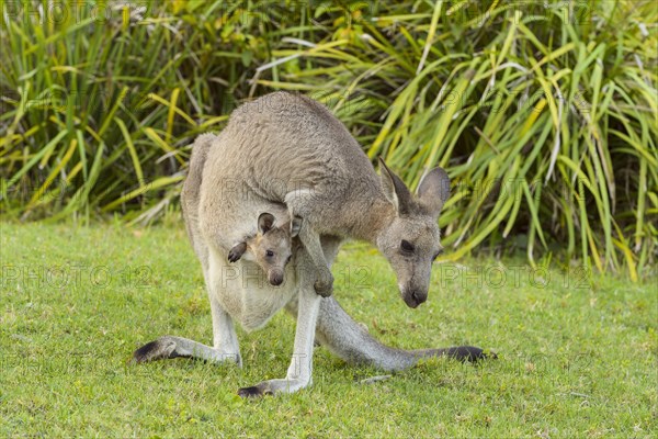 Grey Kangaroo