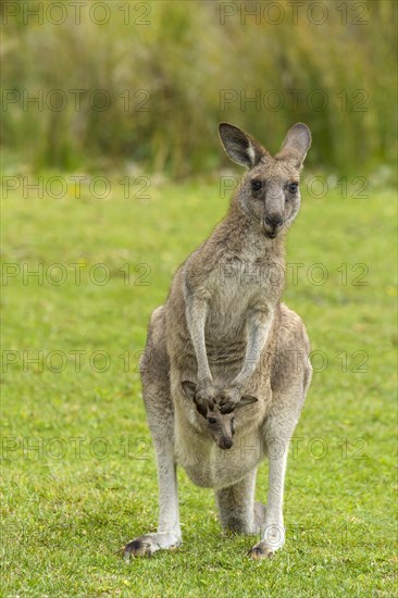 Grey Kangaroo