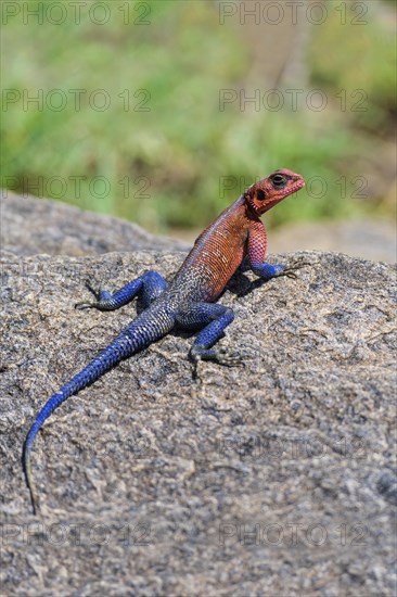 Tree Agama Lizard