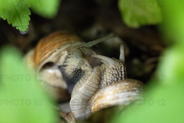 Burgundy snail