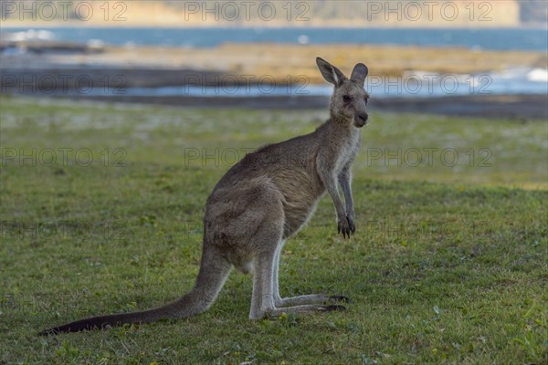 Grey Kangaroo