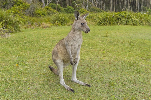 Grey Kangaroo