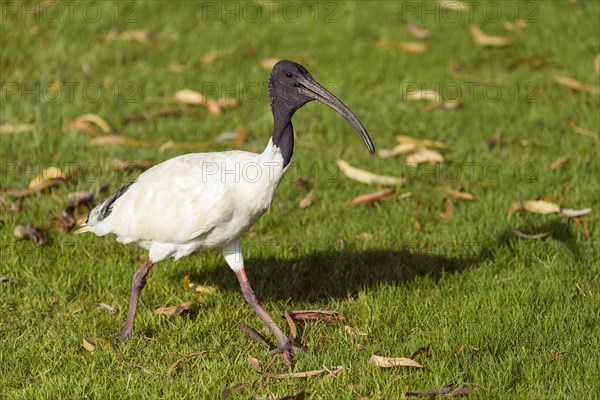 Australian White Ibis