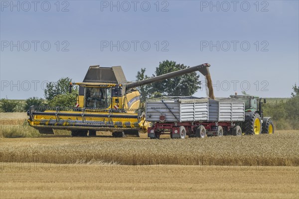 Grain harvest