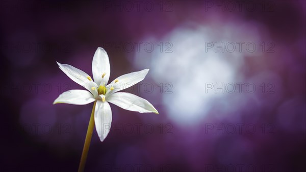 White lily