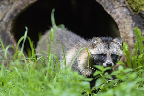 Raccoon Dog