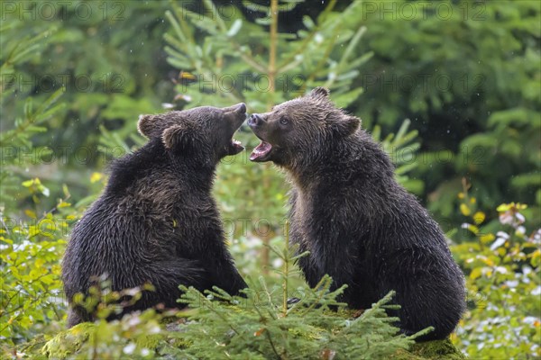 European Brown Bear