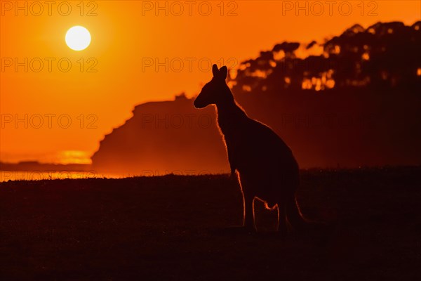 Grey Kangaroo