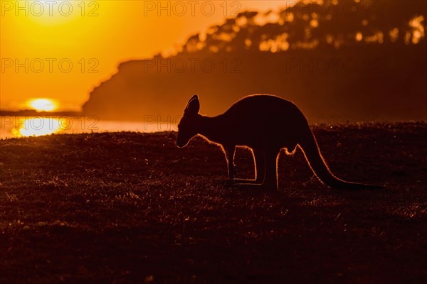 Grey Kangaroo