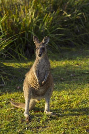 Grey Kangaroo