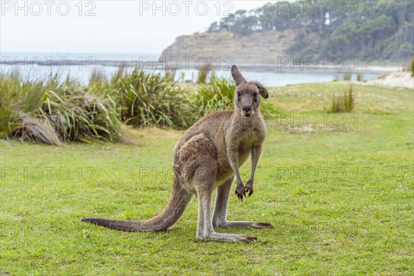 Grey Kangaroo