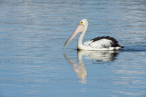 Australian Pelican