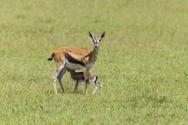 Thompsons Gazelles