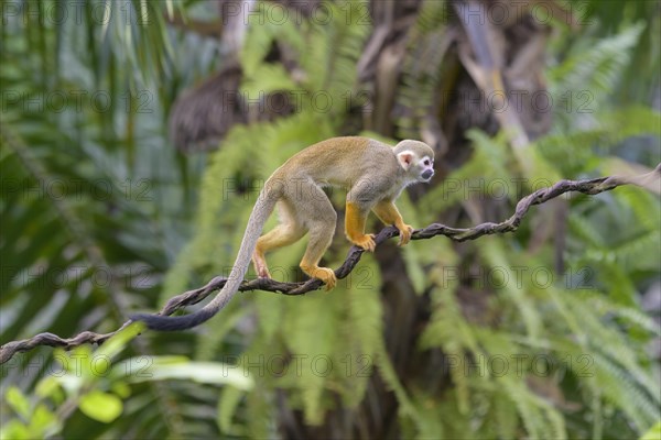 Squirrel Monkey