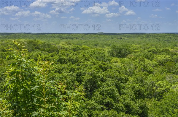 Tropical jungle