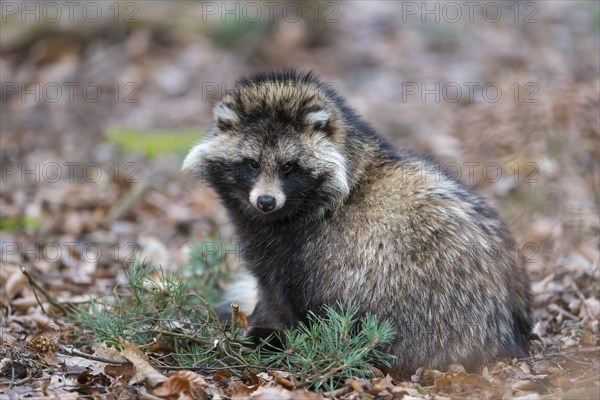 Raccoon Dog