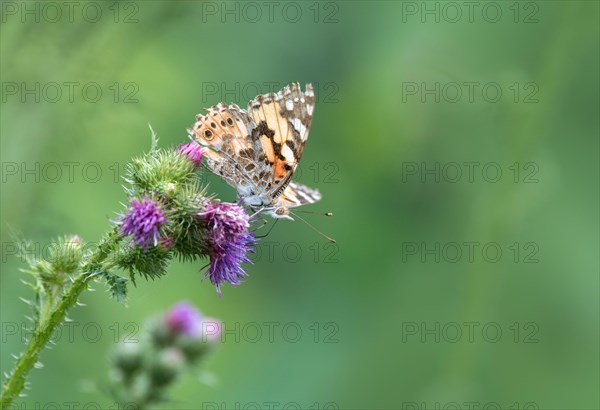 Painted lady