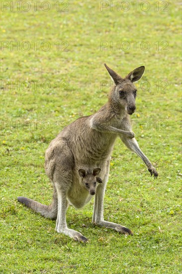 Grey Kangaroo