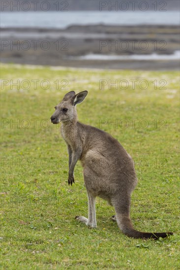 Grey Kangaroo