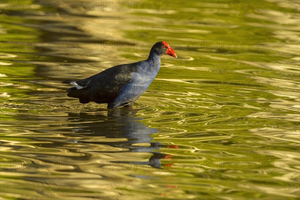 Australasian Swamphen