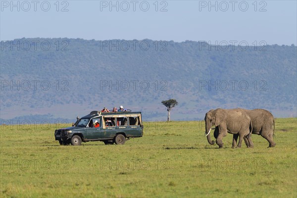 African elephant