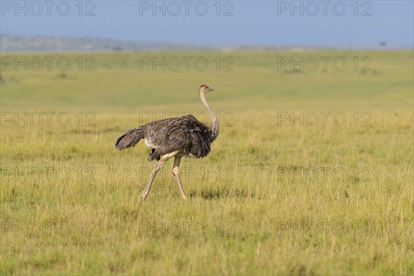 Ostrich